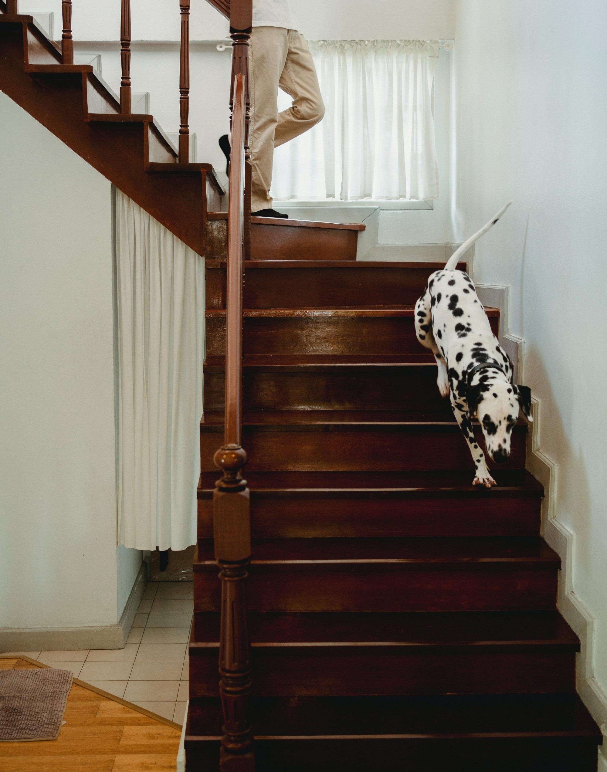 Spiral staircase for dogs cheap