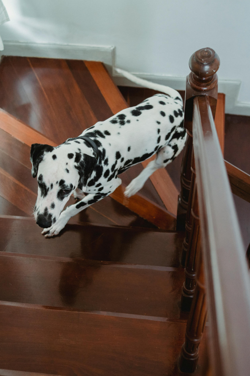 Pets stairs staircase designers designs architectural structural animals uk london helical curved floating spiral