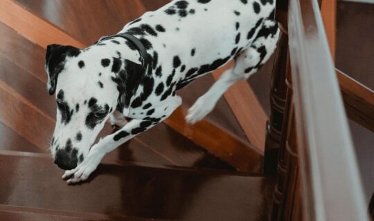Pets stairs staircase designers designs architectural structural animals uk london helical curved floating spiral